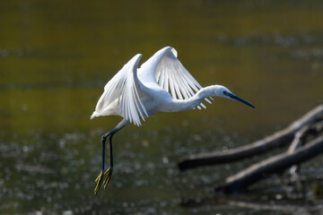 egrets pausing on the river during the August migration