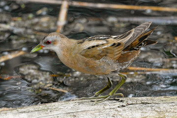 Female crake on the river in swamp in January