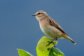 small colorful bird sitting among the tree branches in spring