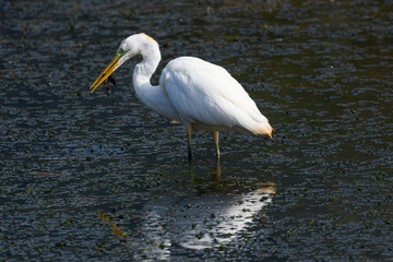 white heron standing in the middle of the river