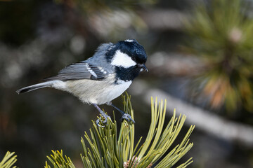 small colorful bird sitting among the tree branches in spring