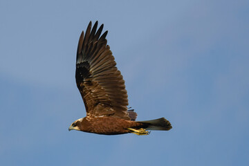 marsh harrier flying over the marsh in August