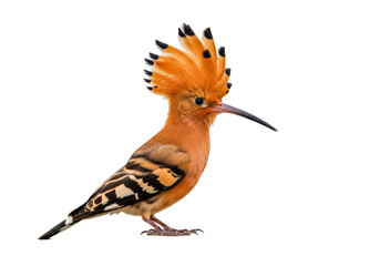 Isolated hoopoe bird with a distinctive crest and a long thin beak stands facing the viewer © Mia