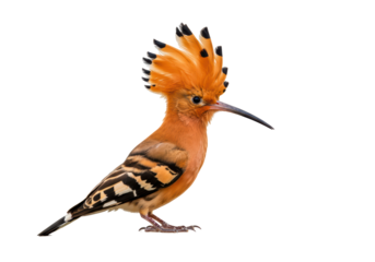 Isolated hoopoe bird with a distinctive crest and a long thin beak stands facing the viewer