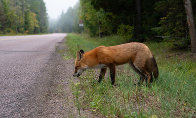 Close up of a beautiful red fox in the wild