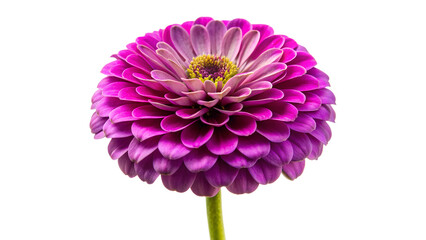 A vibrant purple zinnia flower isolated on transparent background, showcasing its intricate petal arrangement and bright yellow center in a closeup shot