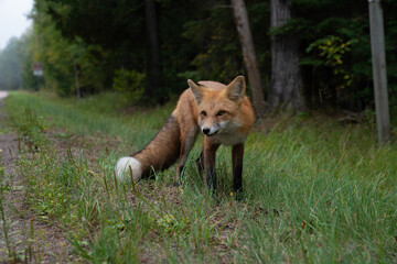 Close up of a beautiful red fox in the wild