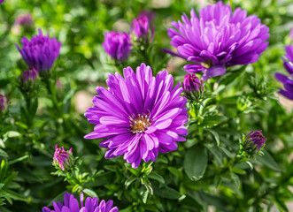 Lila Blüte einer Herbstaster, Neubelgische Aster (novi-belgii)