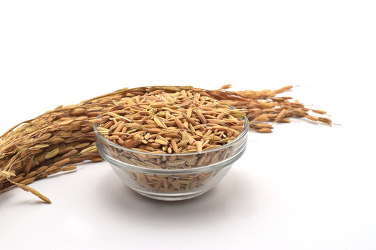 RICE GRAIN ON BOWL FRONT VIEW WITH SELECTIVE FOCUS ON ISOLAYED WHITE BACKGROUND.