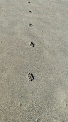 Dog Footprints in Sand, Paw Prints Trail, Canine Tracks on Beach Surface