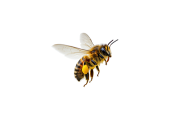 Isolated honey bee in flight against neutral background carrying pollen on its legs