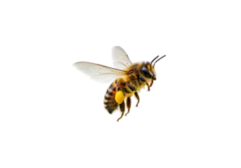 Fototapeten Bei Isolated honey bee in flight against neutral background carrying pollen on its legs  © Mia