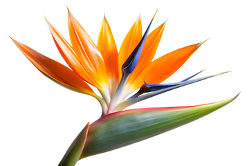 Striking bird of paradise flower isolated on transparent background, showcasing its vibrant orange petals and unique blue accents in a captivating display