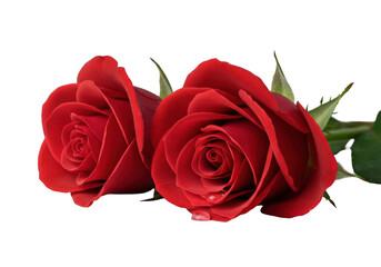 Two vibrant red roses, green stems, horizontal row, glistening dew drop, isolated on seamless transparent, soft studio light, 45-degree elevated macro shot, concept of pristine beauty