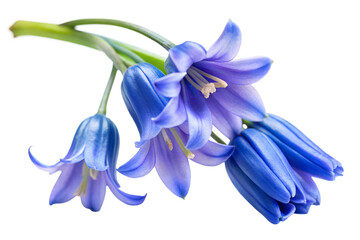 Closeup of a cluster of vibrant bluebell flowers isolated on transparent background, showcasing their delicate petals and belllike shape in detail