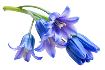 Closeup of a cluster of vibrant bluebell flowers isolated on transparent background, showcasing their delicate petals and belllike shape in detail