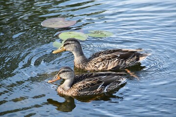 Cute mallards are swimming in a pond in sunny day in late summer.