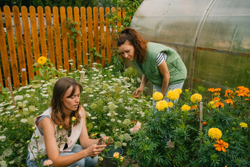 Two women gardeners are picking flowers in a backyard garden near a greenhouse, taking care of...