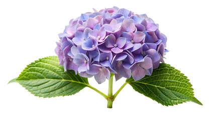A vibrant blue hydrangea flower isolated on transparent background, capturing the intricate details of its clustered petals and lush green leaves