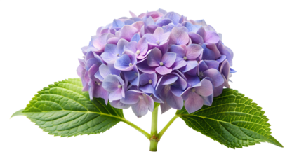 A vibrant blue hydrangea flower isolated on transparent background, capturing the intricate details of its clustered petals and lush green leaves