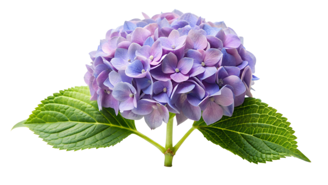 A vibrant blue hydrangea flower isolated on transparent background, capturing the intricate details of its clustered petals and lush green leaves