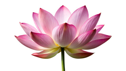 Exquisite pink lotus flower in full bloom, isolated on transparent background, showcasing its symmetrical petals and graceful form