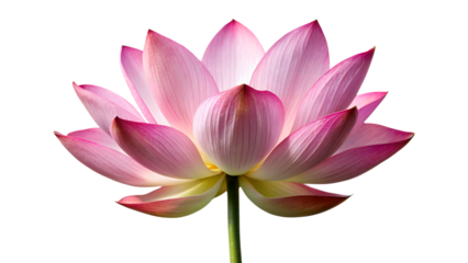 Exquisite pink lotus flower in full bloom, isolated on transparent background, showcasing its symmetrical petals and graceful form