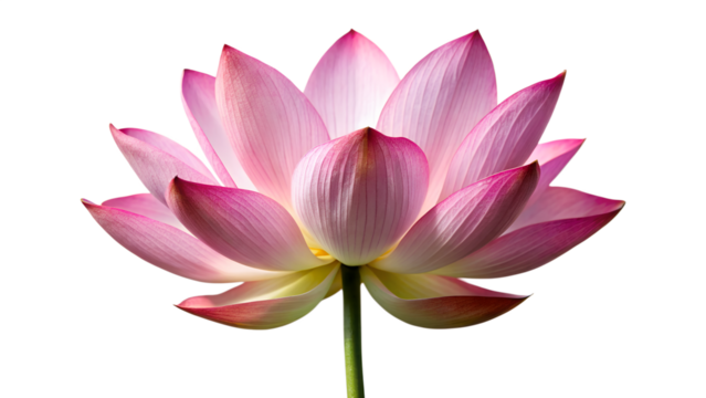 Exquisite pink lotus flower in full bloom, isolated on transparent background, showcasing its symmetrical petals and graceful form