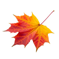 Obraz premium A vibrant red and yellow maple leaf isolated on transparent background