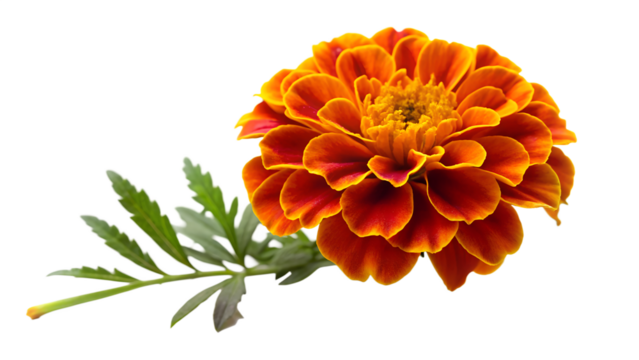 Closeup of a vibrant orange marigold flower with green leaves, showcasing its intricate petals and warm color isolated on transparent background - Powered by Adobe