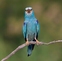 Carraca europea con pico abierto