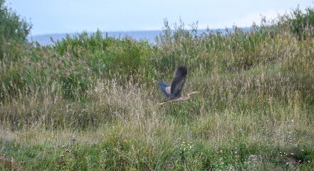 The purple heron in flight. Ardea purpurea. Heron bird. 