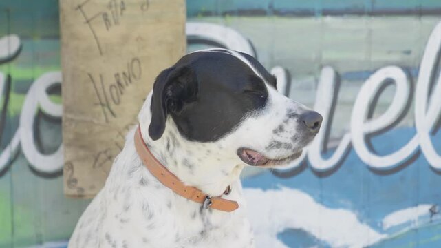 Black and White Dog Sitting Outside Local Shop