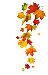 Fototapeta na wymiar Colorful autumn leaves of maple arranged in a flowing and falling shape, studio isolated on transparent (or white) background