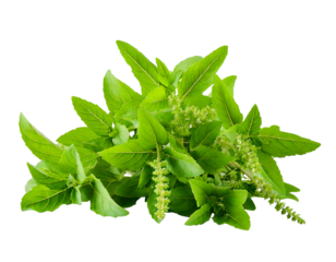  Holy Basil,Ocimum sanctum isolate on transparent png