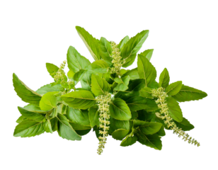  Holy Basil,Ocimum sanctum isolate on transparent png