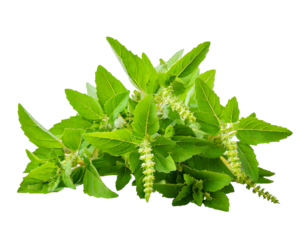 Holy Basil,Ocimum sanctum isolate on transparent png