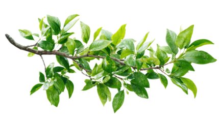 Green leafy branch on a white isolate background, showcasing nature's beauty and freshness.
