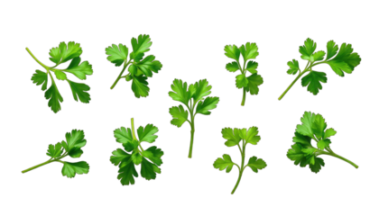 Fresh Parsley Sprigs on Black Background standard isolated on a transparent background