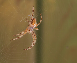 Araña en su telaraña