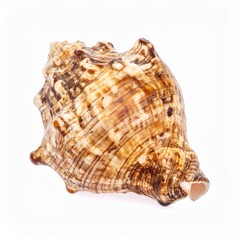Seashell Isolated on White Background