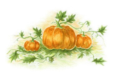Pumpkins with leaves. Hand drawn illustration, isolated on the transparent background