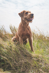 Dog sitting on grassy hill looking into distance under cloudy sky