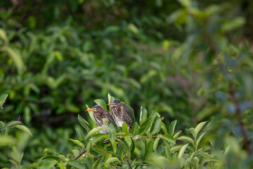 Pair of green herons perched on branch at top of tree