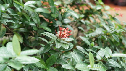 Ashoka flower, also known by its scientific name Ixora coccinea, is a popular ornamental plant originating from India.