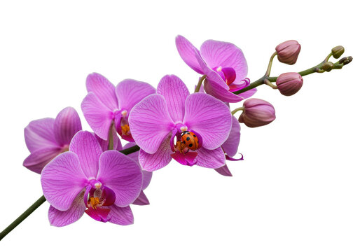 Isolated pink Phalaenopsis orchid flower with buds, a ladybug on petal, springtime bloom