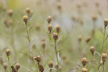 Dried knapweed flowers, brown wilted knapweed flowers surrounded by a green background, dry flowers in late summer, Centaurea