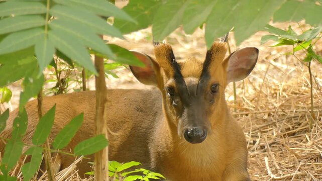 A muntjac (Muntiacus) rests in the bushland
