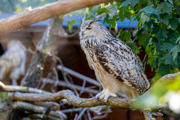 Owl with big yellow eyes. Owl bird during the day. Big owl with grey feather in the nature park