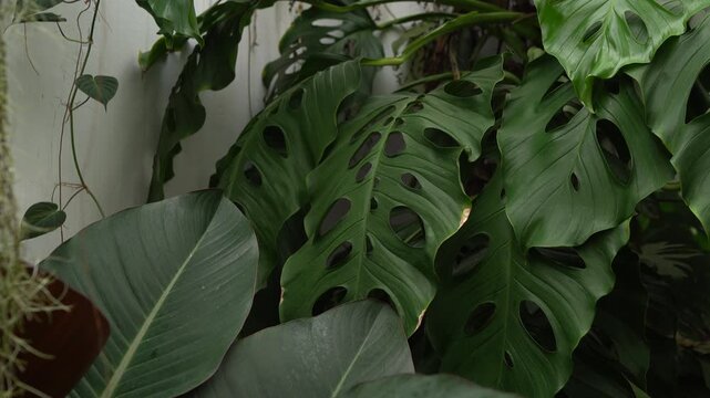 Tilt up to Monstera accacoyaguensis leaves, mature leaves, indoor plants, tropical garden